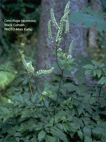 Black Cohosh Cimicifuga racemosa